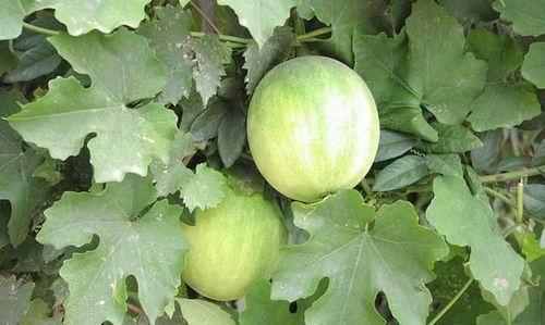 梦见在瓜地里吃瓜是啥意思,瓜地吃瓜预示着什么？