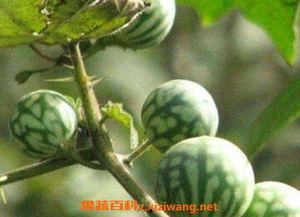 怎么吃马泡瓜,解锁美味新体验