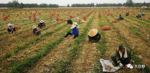 单县新街吃瓜,夏日炎炎，吃瓜群众欢乐多