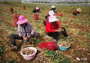 单县新街吃瓜,夏日炎炎，吃瓜群众欢乐多