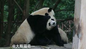 绵绵熊吃瓜,绵绵熊的瓜田奇遇记