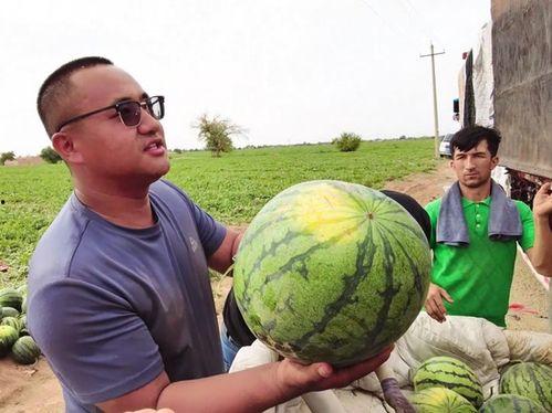 拦网吃瓜,揭秘拦网背后的精彩瞬间