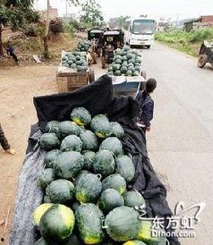 南宁公园吃瓜事件