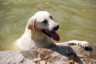 狗乐意吃哈密瓜,揭秘狗狗的独特口味