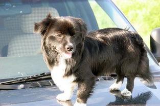 狗乐意吃哈密瓜,揭秘狗狗的独特口味