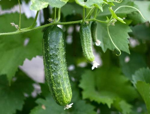 黄瓜吃瓜群,揭秘网络社交新潮流