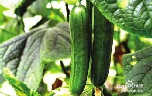 黄瓜吃瓜群,揭秘网络社交新潮流