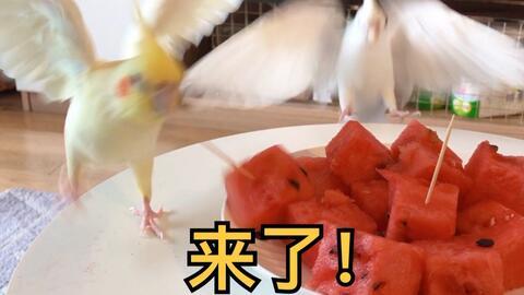 吃凤瓜减肥吗,天然低卡美食助你轻松瘦身秘诀”