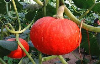 楠瓜没吃北瓜,楠瓜未尝，北瓜何为？