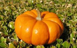 梦见别人瓜吃,揭秘瓜吃之谜