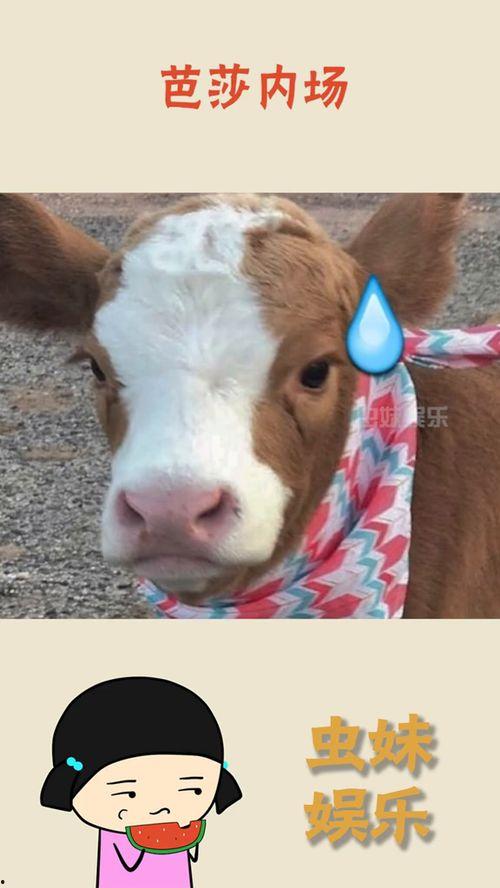 抖音吃瓜选手,揭秘网络热点的幕后故事