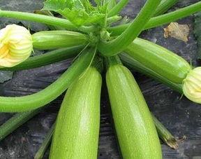 天天吃大瓜,天天吃大瓜，揭秘明星幕后故事