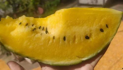 瓤瓜可以吃吗,揭秘其可食用之谜