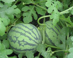 吃中药时期可以吃瓜吗,瓜果食用指南