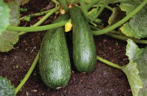 吃中药时期可以吃瓜吗,瓜果食用指南