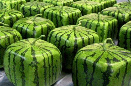 吃瓜技术人员,揭秘吃瓜技术人员的神秘世界