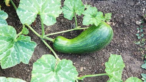 瓠瓜怎么吃减脂,减脂养生两不误