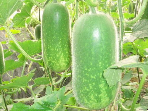 录鸣吃瓜图,揭秘娱乐圈幕后风云