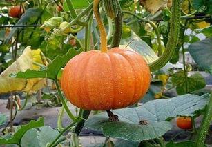 老兰瓜怎么吃,解锁美味新体验