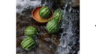 吃瓜是吃西瓜还是瓜子呢,吃瓜究竟是指西瓜还是瓜子？