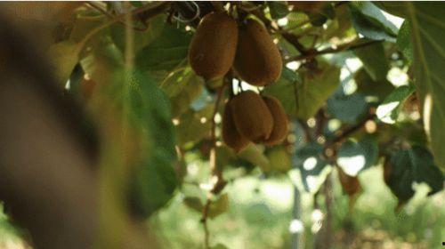 吃沃瓜的好处,揭秘吃沃瓜的五大益处”