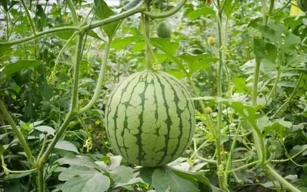 金茂悦重庆吃瓜,一场别开生面的吃瓜盛宴