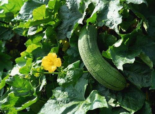 瓜哥吃瓜语言,揭秘娱乐圈那些不为人知的幕后故事