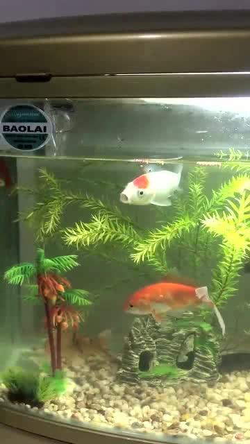 爱锦鲤在线吃瓜,在线吃瓜，畅享娱乐盛宴