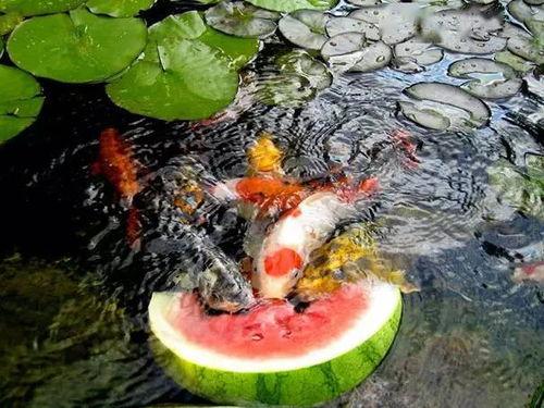 爱锦鲤在线吃瓜,在线吃瓜，畅享娱乐盛宴