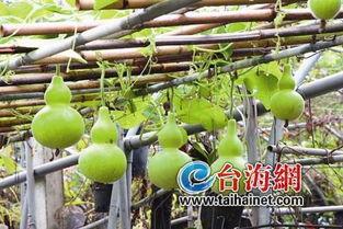 韩国吃葫芦瓜,葫芦瓜的独特吃法探索