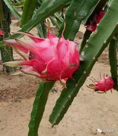 心田三水吃瓜,探寻夏日消暑美食之旅