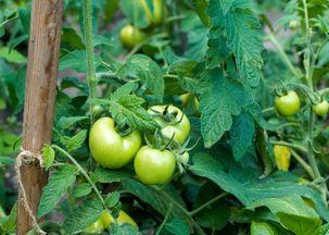 剧毒揉脸吃瓜,揭秘娱乐圈背后的惊人真相