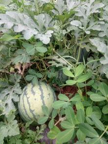 吃瓜帖是什么,从“吃瓜帖”看网络文化的演变