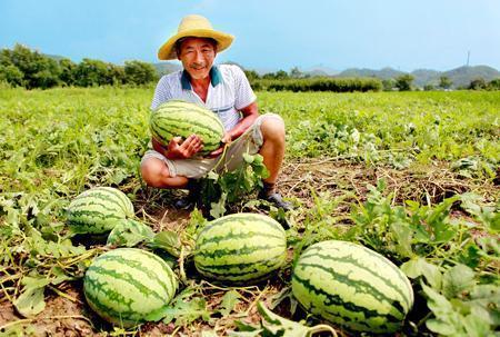 路边干仗吃瓜视频,围观群众现场“吃瓜”