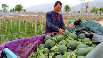 翟镇吃瓜,揭秘娱乐圈背后的那些事儿