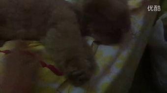 小47吃瓜视频,揭秘娱乐圈幕后故事