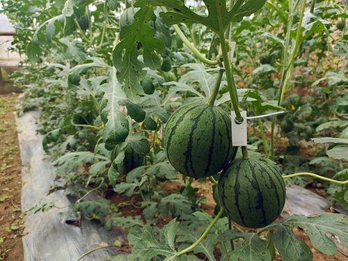 如何快速结束吃瓜,回归生活本质