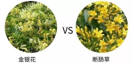 吃瓜小白花