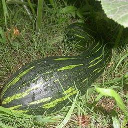 宝宝吃方瓜的好处,方瓜的营养益处大盘点