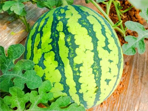 如何看待网上吃瓜,揭秘虚拟世界的围观文化