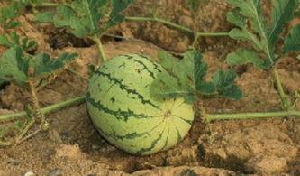 用命吃瓜,一场生死较量中的神秘冒险