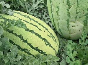 吃瓜群众里面的瓜,一场全民参与的娱乐盛宴