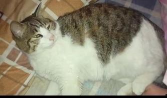 猫咪吃瓜贴纸,萌宠界的欢乐瞬间