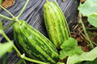 科学吃瓜意思,揭秘健康饮食新潮流