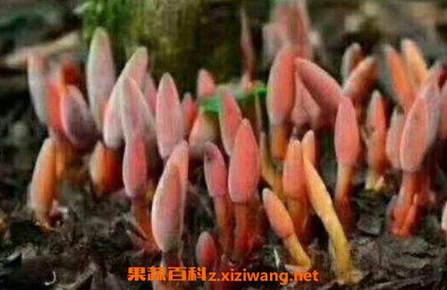 什么鹿吃瓜,瓜田里的生态奇观