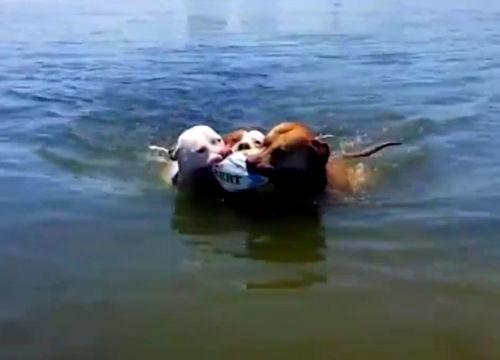 什么鹿吃瓜,瓜田里的生态奇观