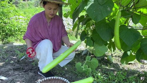 吃蒲瓜,探寻夏日清新口感