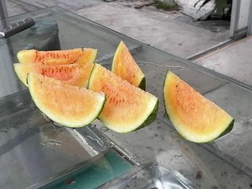 博乐吃瓜纹,揭秘网红美食背后的故事