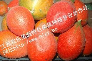 天堂吃瓜资源,揭秘神秘吃瓜资源背后的秘密