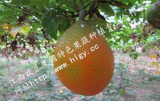 天堂吃瓜资源,揭秘神秘吃瓜资源背后的秘密